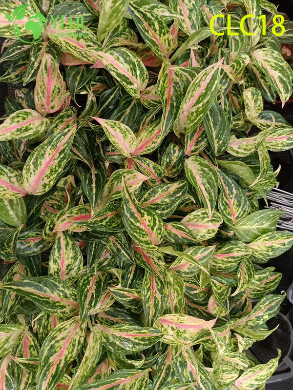Wholesale Export Firework/Butterfly/Red Sword Aglaonema | Tropical Ornamental Foliage Seedlings