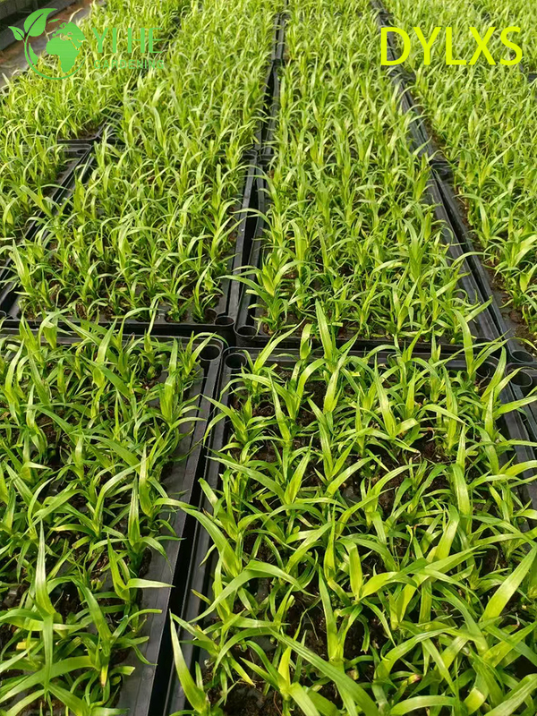 Esportazione all'ingrosso di piantine di dracaena a foglia larga | Piantine di piante ornamentali tropicali