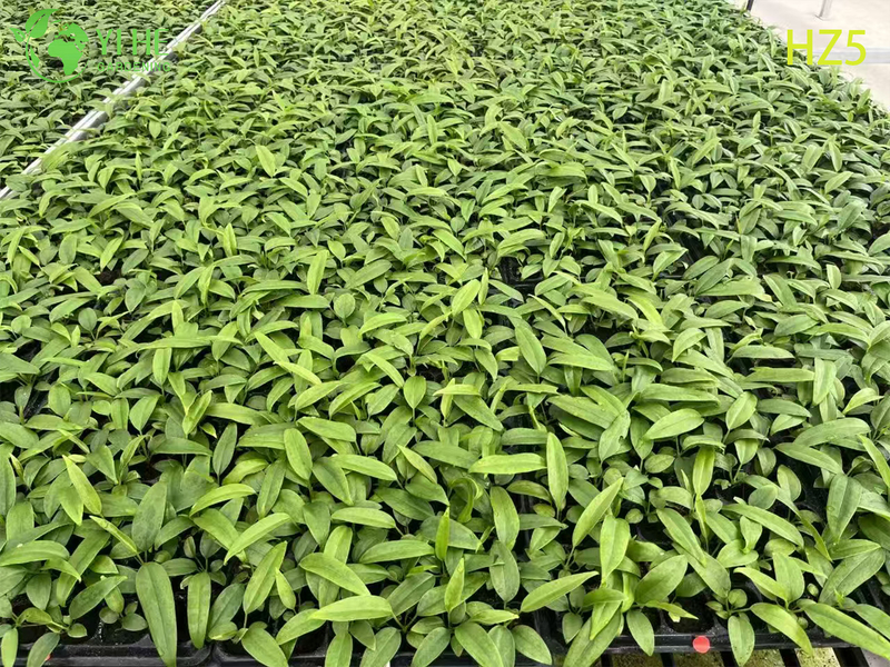 Exportation en gros de semis d'Anthurium King/Tie | Semis de feuillage ornemental tropical