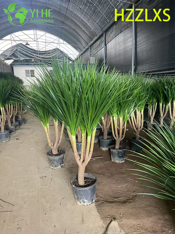 Wholesale Export Black Pearl Dracaena Seedlings | Tropical Ornamental Plants Seedlings