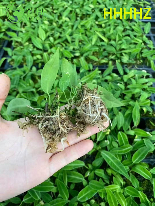 Wholesale Export Flamingo Queen Anthurium Seedlings | Tropical Ornamental Foliage Seedlings