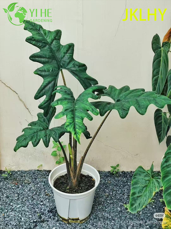 Piantine di Jacklyn Alocasia esportazione all'ingrosso | Piantine di fogliame ornamentale tropicale