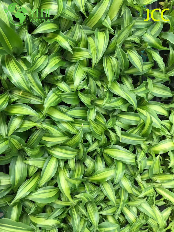 Exportation en gros de semis de feuillage tropical Golden Shine | Plants de plantes ornementales