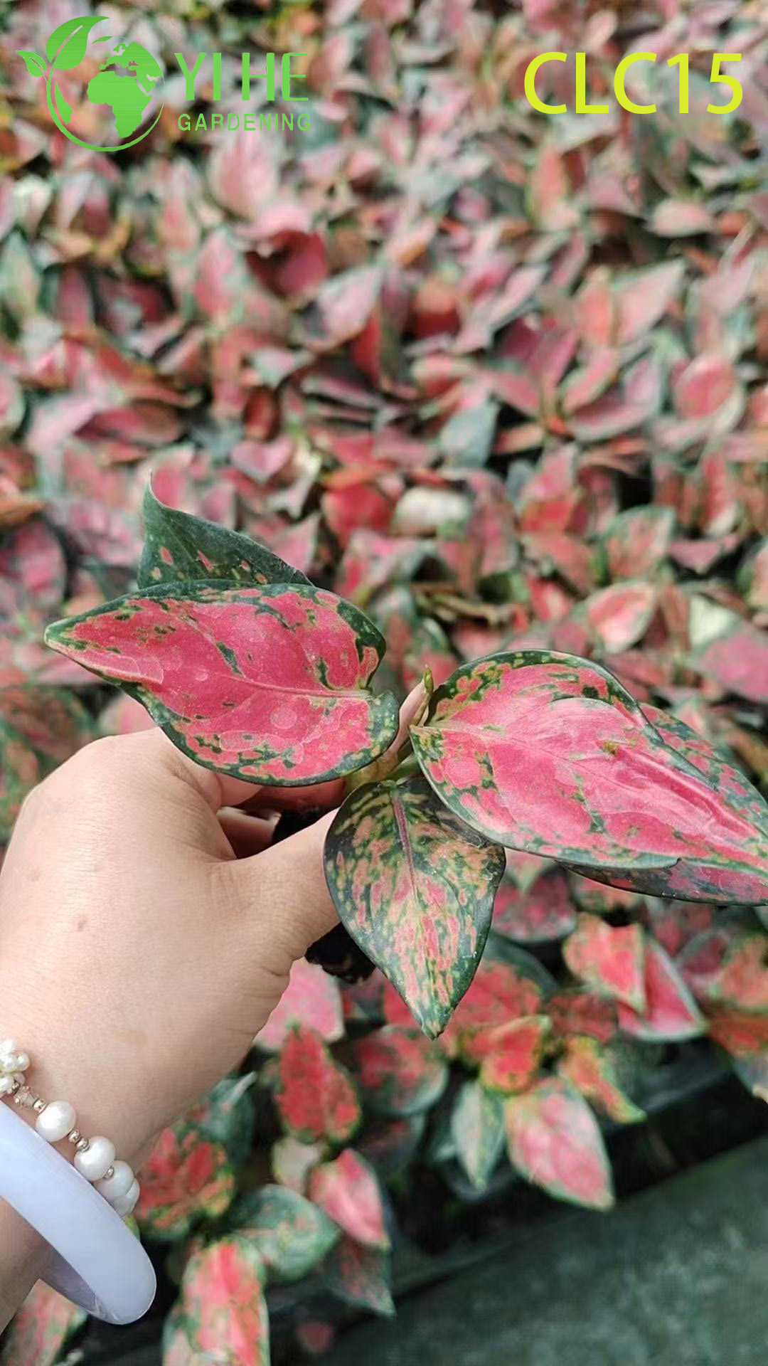 Premium Golden & Black Peony Aglaonema | Wholesale Export Tropical Foliage Plants Seedlings