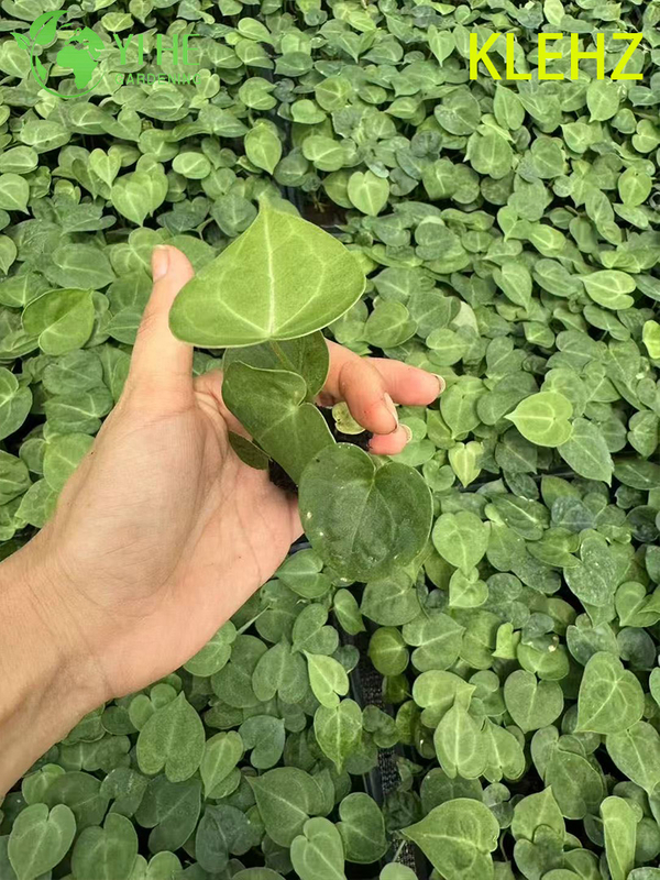 Exportation en gros de semis d'Anthurium Klein | Semis de feuillage ornemental tropical