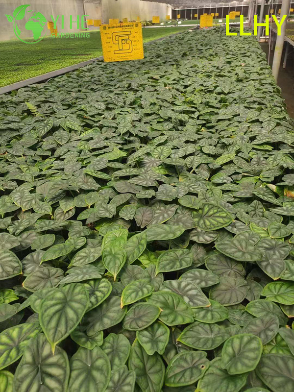 تصدير شتلات ألوكاسيا على نطاق التنين بالجملة | شتلات أوراق الزينة الاستوائية