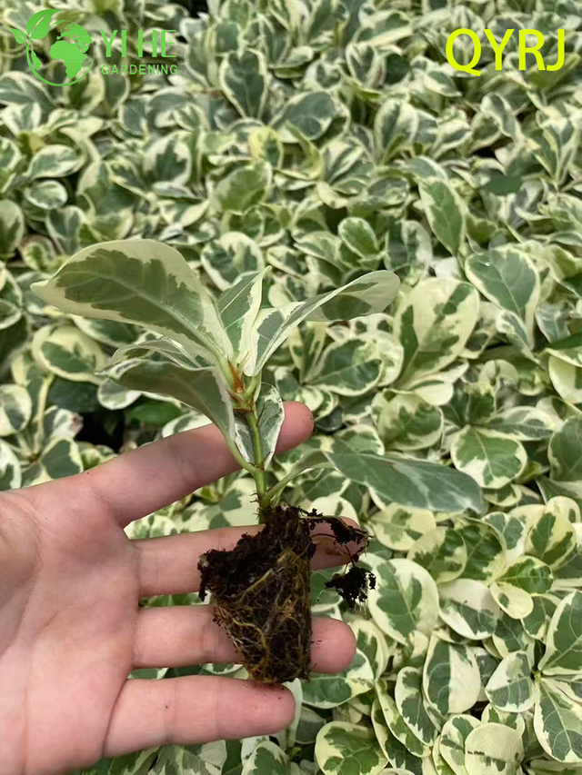 Wholesale Export Fiddle-Leaf Fig Variegated Seedlings | Tropical Ornamental Plants Seedlings