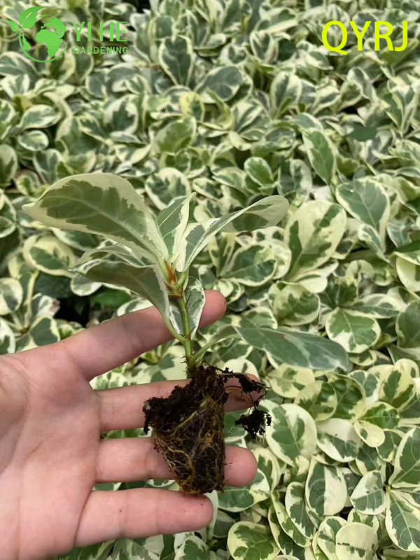 Piantine variegate di fico a foglia di violino per esportazione all'ingrosso | Piantine di piante ornamentali tropicali