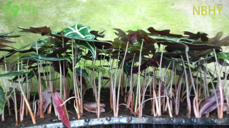 Exportação no atacado de mudas de Nobi Alocasia | Mudas de Folhagens Ornamentais Tropicais