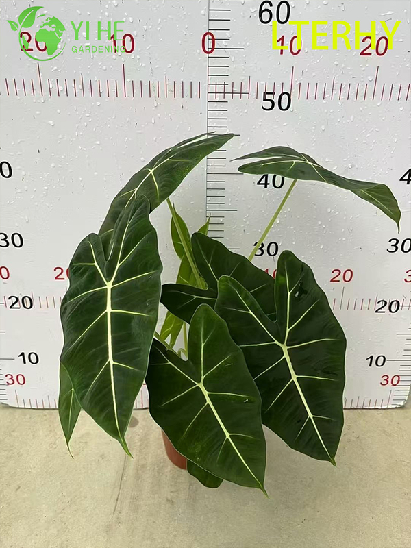 Großhandel Export Green Velvet Alocasia Sämlinge | Tropische Zierlaubsämlinge