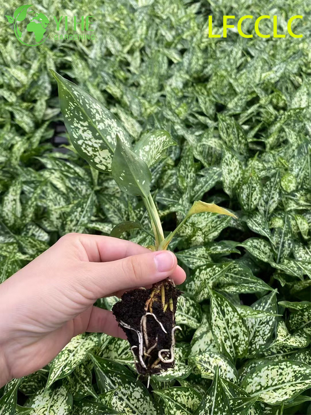 Wholesale Export Green Jade Aglaonema Seedlings | Tropical Ornamental Foliage Seedlings