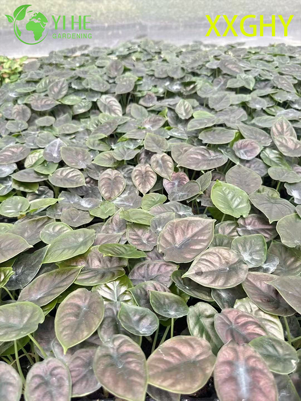 Wholesale Export Vampire Alocasia Seedlings | Tropical Ornamental Foliage Seedlings