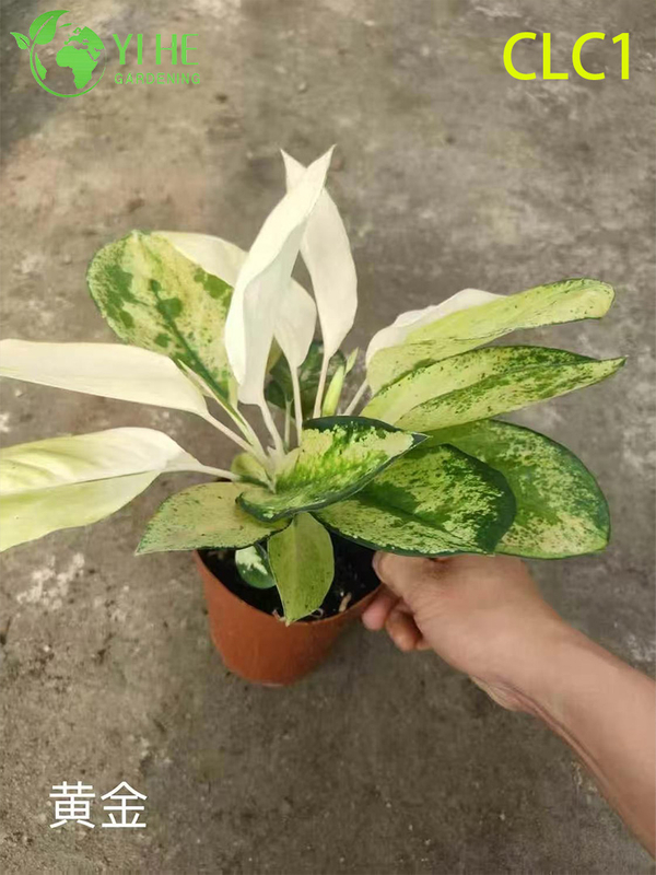 Wholesale Aglaonema Potted Plants for Indoor Low-Light Foliage Decoration