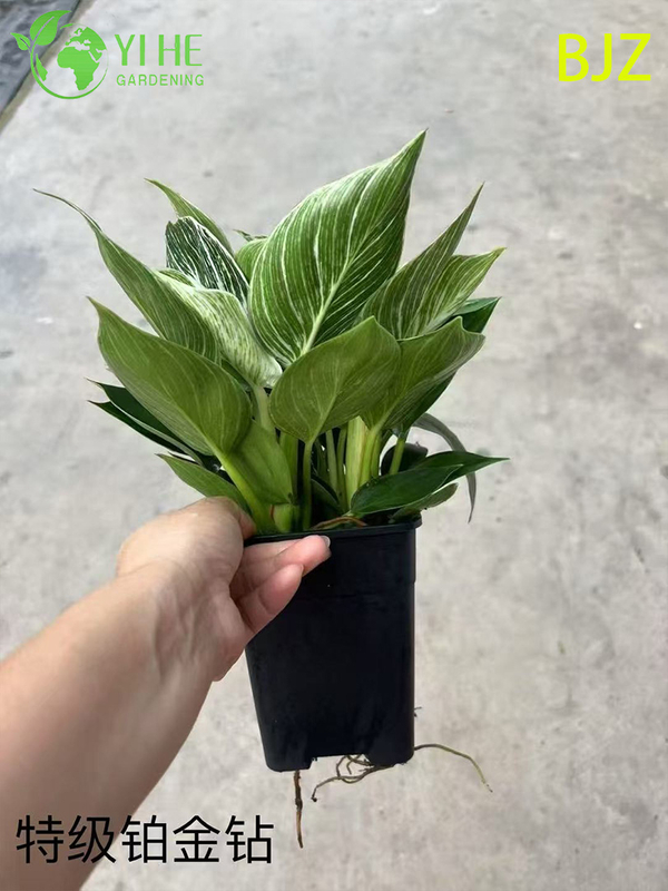 Wholesale Platinum Diamond Potted Plants for Indoor Luxury Foliage Decoration