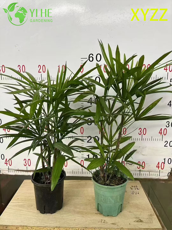 Exportación al por mayor de arbusto de hoja perenne ornamental de palma enana de señora de calidad superior