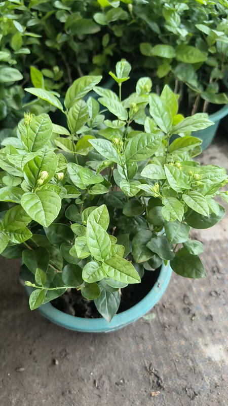 بونساي الياسمين السامباك المعطر للديكور الداخلي والخارجي