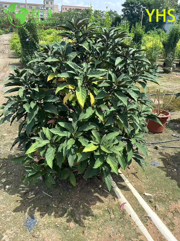 Fireworks Tree Ornamental Flower Tropical Garden Plant Clerodendrum Quadriloculare