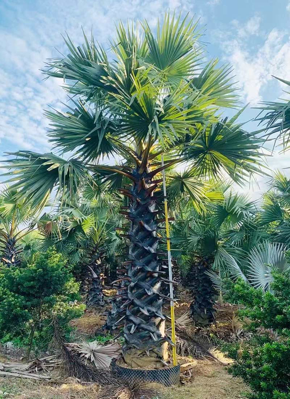 Borassus Flabillifer