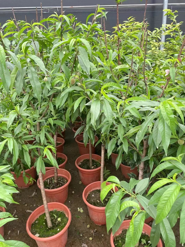 Honey peach trees, Amygdalus persica 'Honey Peach'