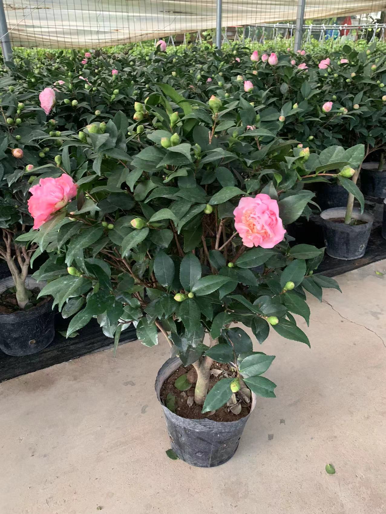Camellia