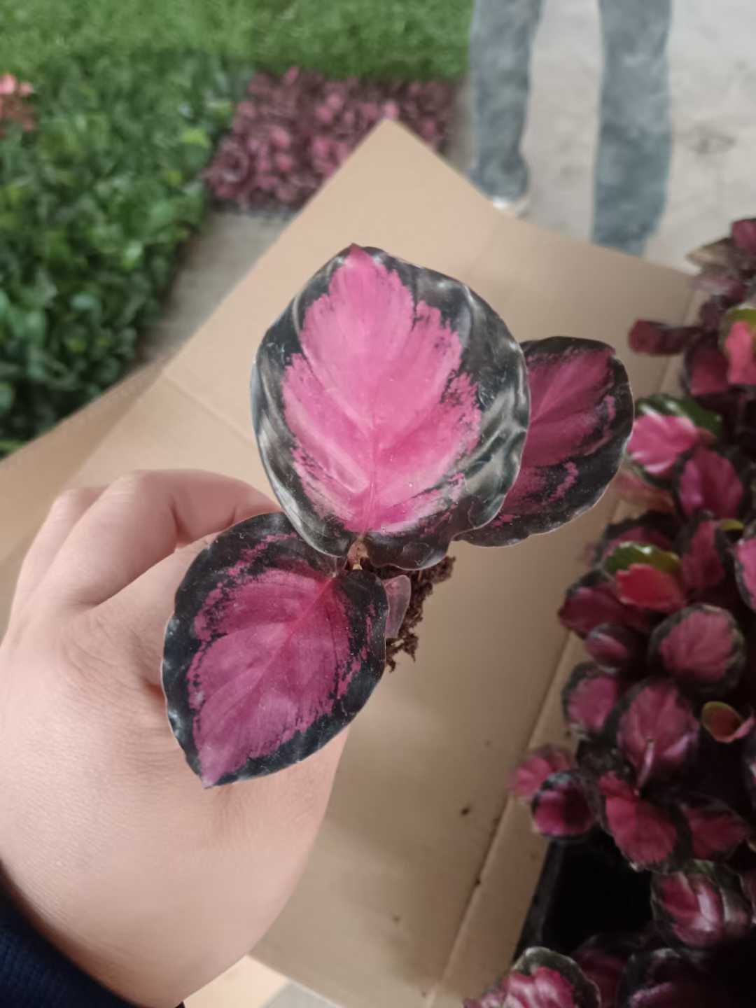 Crimson Goddess Seedling