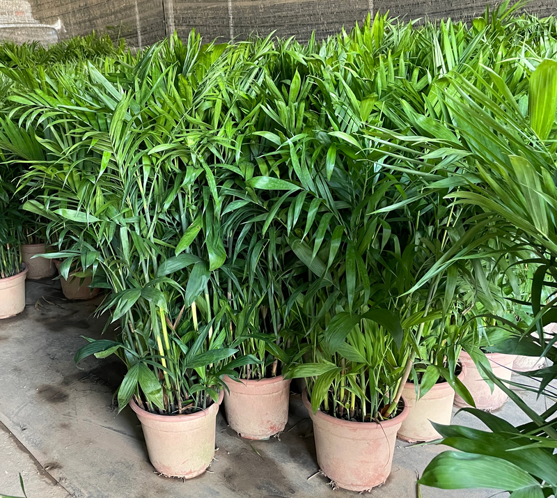 Pritchardia Gaudichaudii​​