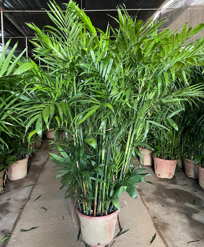 Pritchardia Gaudichaudii​​