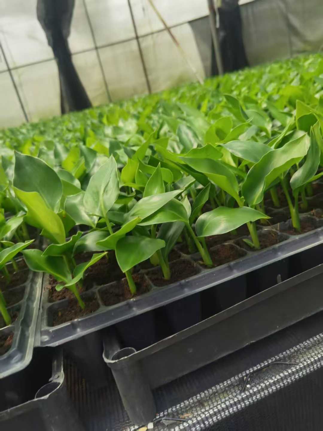 Strelitzia Nicolai Seedling