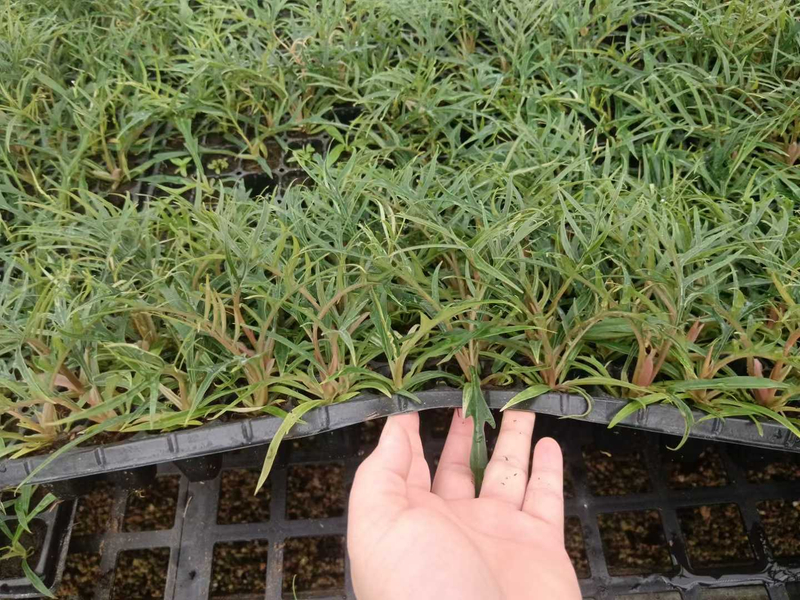 Epipremnum Pinnatum