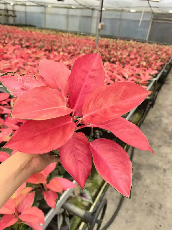 China Red Aglaonema