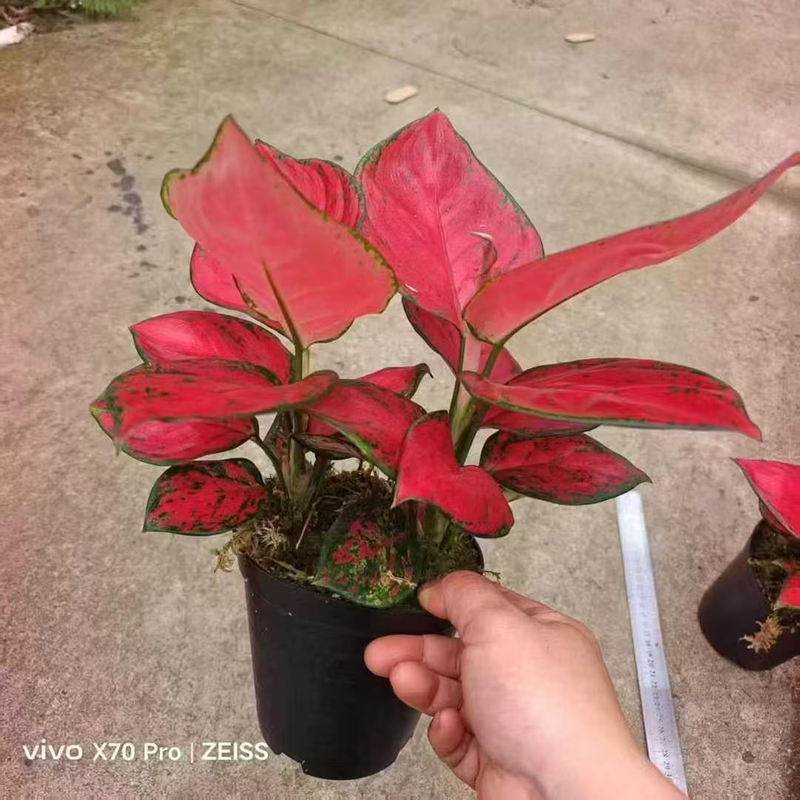 Red Fortune Aglaonema