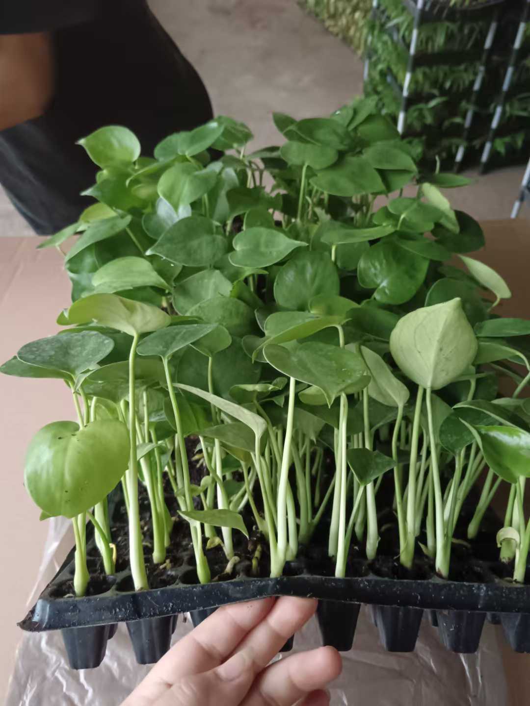 Monstera Deliciosa Seedling