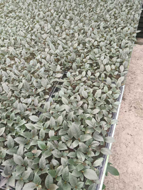 Philodendron Black Cardinal