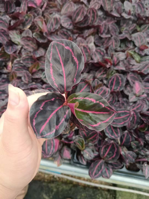 Calathea Seedlings