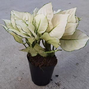 White Luck Aglaonema