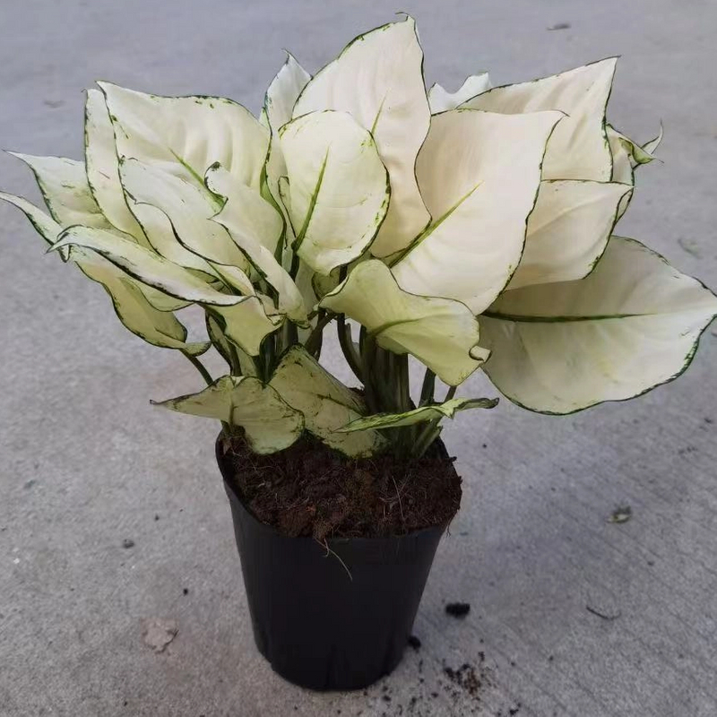 White Luck Aglaonema