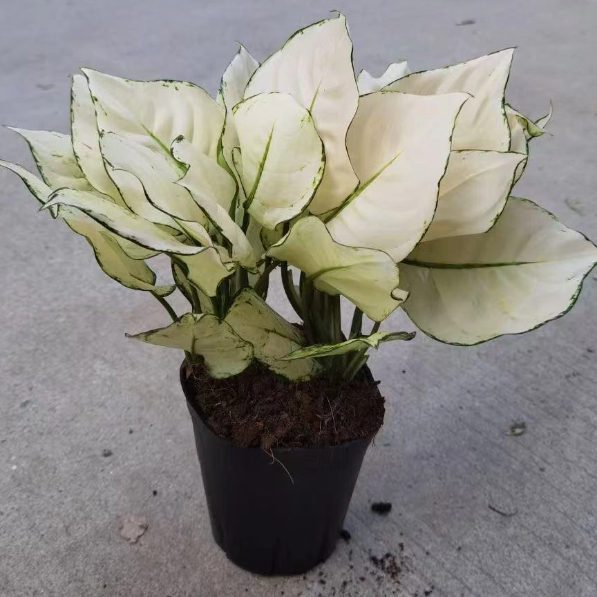 White Luck Aglaonema