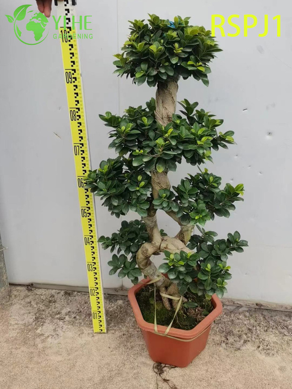 Tronc tissé épais grand ficus artistique, bonsaï de plante d'intérieur vivant