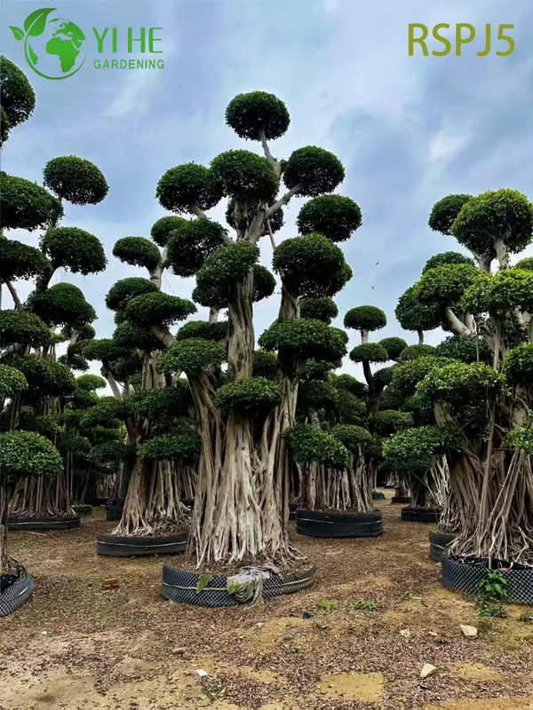 Giant Banyan-style Tall Artistic Ficus Tree A Live Indoor Floor Plant Bonsai 