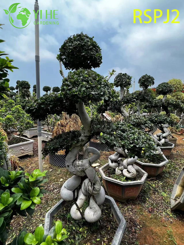 Twisted Tall Artistic Ficus Tree A Live Indoor Floor Plant Bonsai 