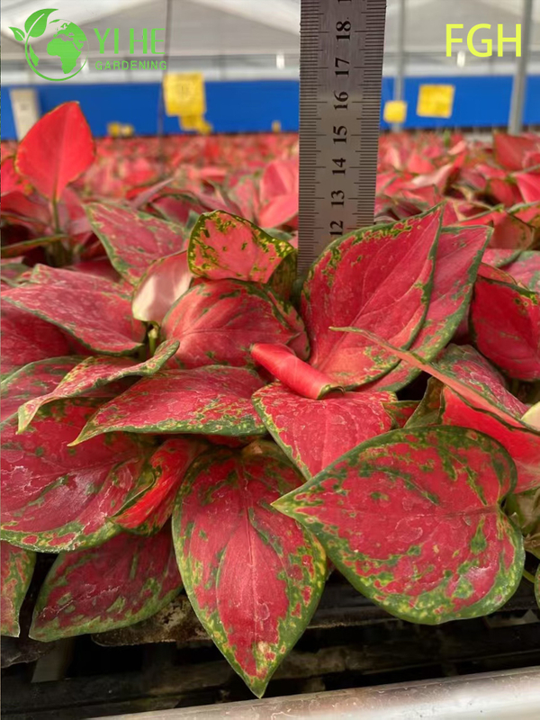 Aglaonema Sunshine Red Chinese Evergreen Live Plant for Indoors Seedlings