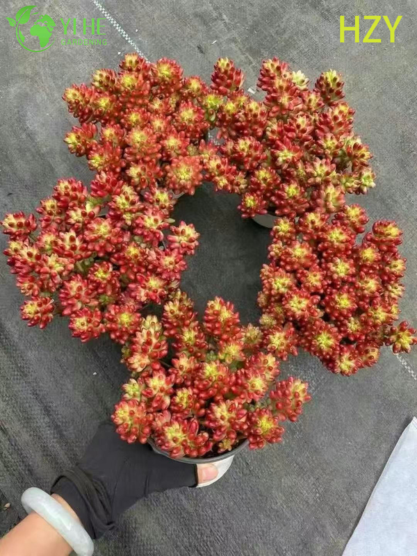 Wholesale Red Jelly Bean Plant Live Succulent Sedum Rubrotinctum Bonsai