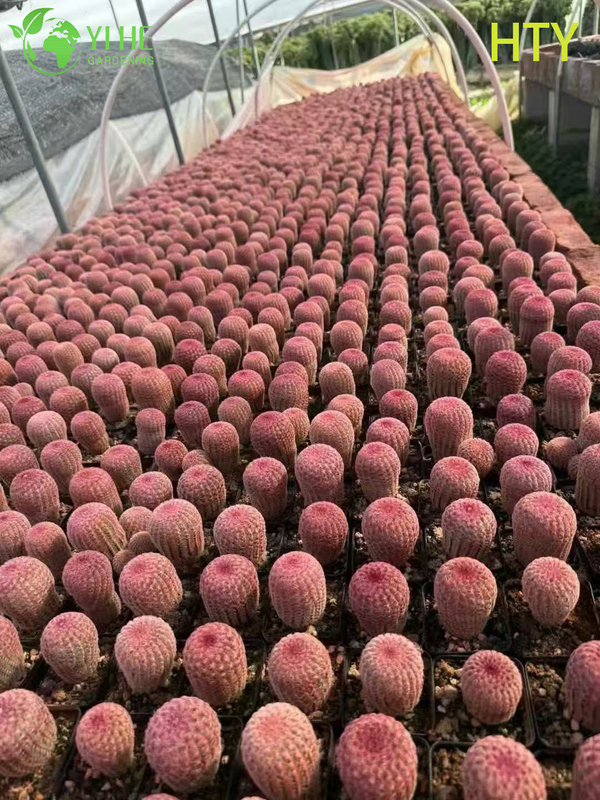 Wholesale Ruby Rainbow Hedgehog Cactus Live Collector's Plant Bonsai