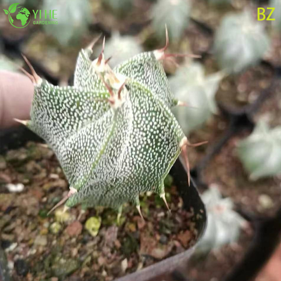 Wholesale Astrophytum Ornatum Monks Hood Cactus Live Star Plant Bonsai