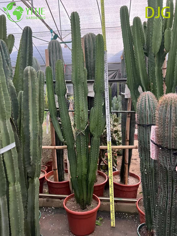 Large Candelabra Tree Euphorbia Live Plant for Indoor Decor Bonsai