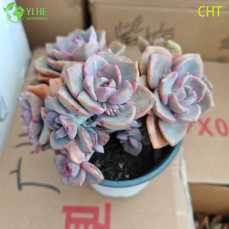 Wholesale Rainbow Candy Succulent Cluster Live Plant for Garden Bonsai