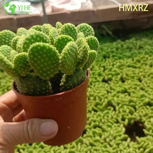 آذان الأرنب الحية الصبار الجملة البولكا نقطة أوبونتيا النبات بونساي