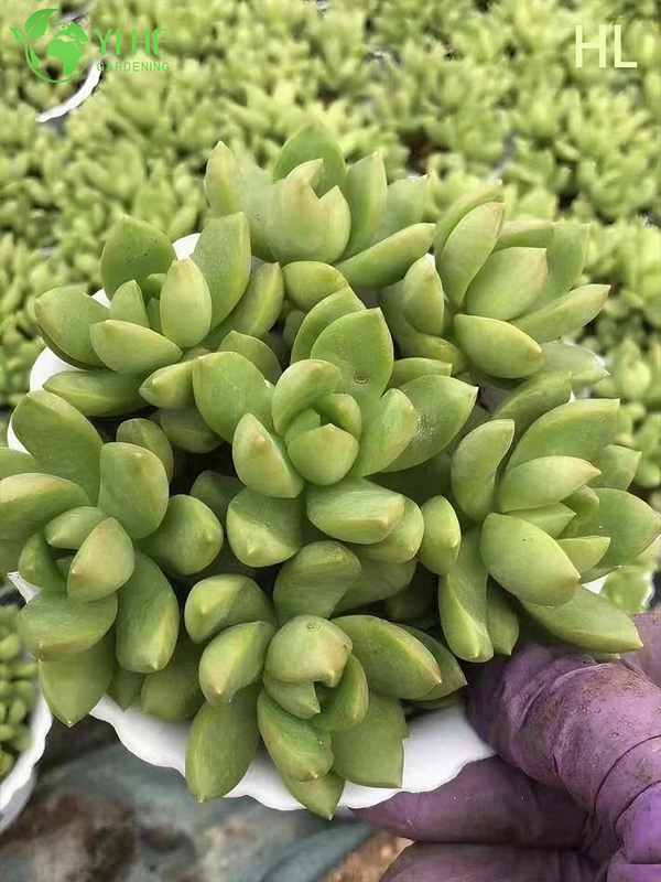 Wholesale Golden Glow Sedum Adolphii Live Succulent Plant Cluster Bonsai