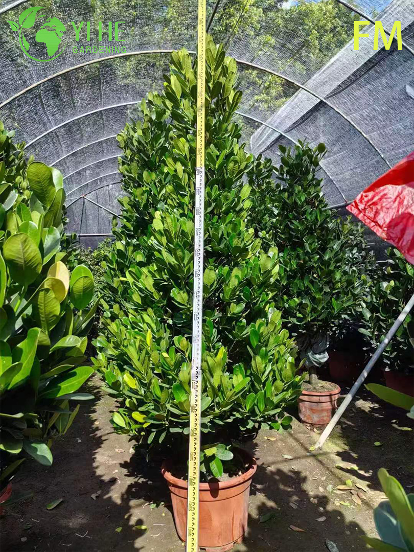 Wholesale Upright Fukugi Tree Live Plant for Ornamental Landscape Hedging Bonsai