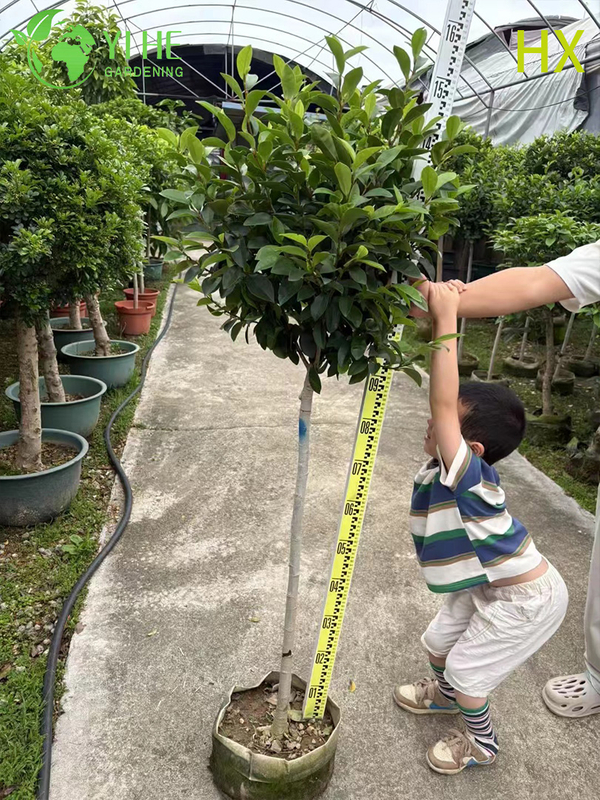 Wholesale Live Michelia Figo Banana Shrub for Fragrant Garden Hedging Bonsai